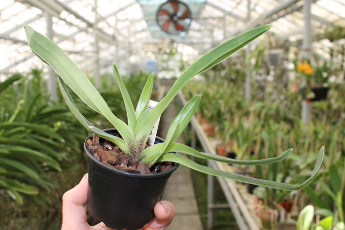 Paphiopedilum villosum.jpg