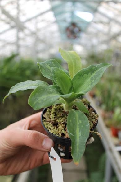 Stenorrhynchos speciosus.jpg