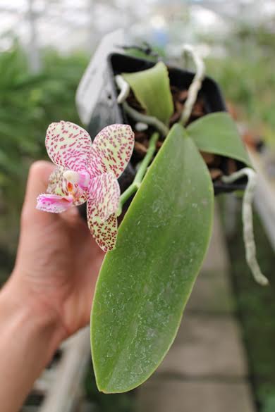 Phalaenopsis Natasha 'Aiko'.jpg