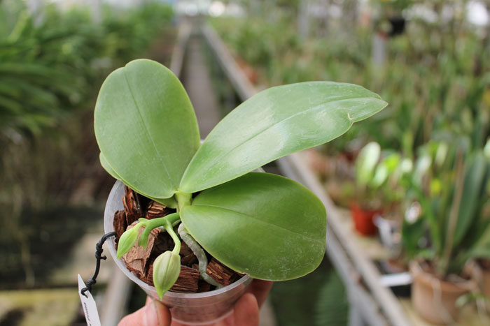 Phalaenopsis Ld Bellina Eagle x Prima.jpg