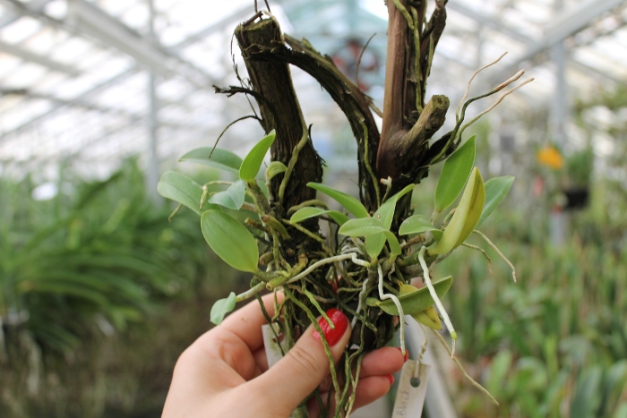 Laelia pumila 'Ruby' (Z-71) x Laelia pumila 'Black Diamond'.JPG