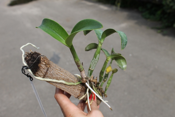 Cattleya nobilior (coerulea x coerulensis).JPG