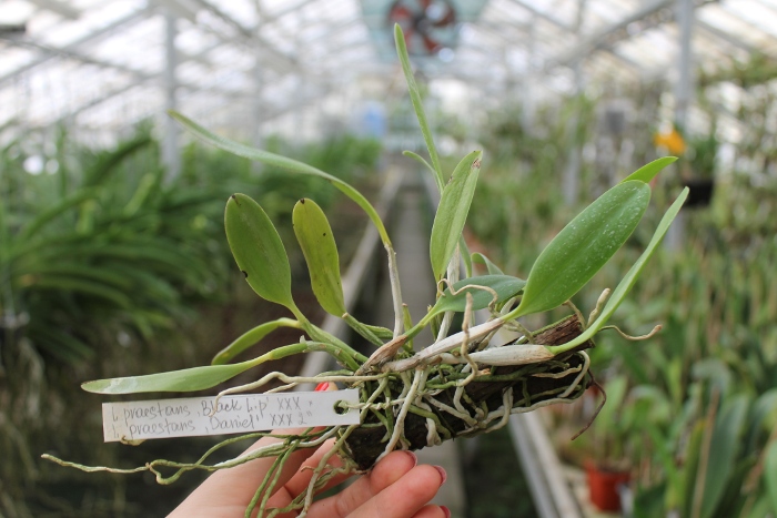 Laelia praestans 'Black Lip' XXX x Laelia praestans 'Daniel' XXX.JPG