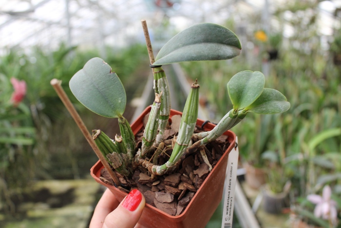 Cattleya walkeriana (dark color x 'Cambara').JPG