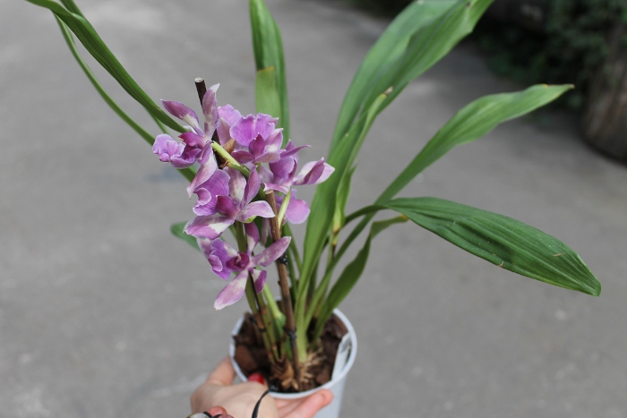 Zygopetalum 'Rhein Blue Angel'.JPG