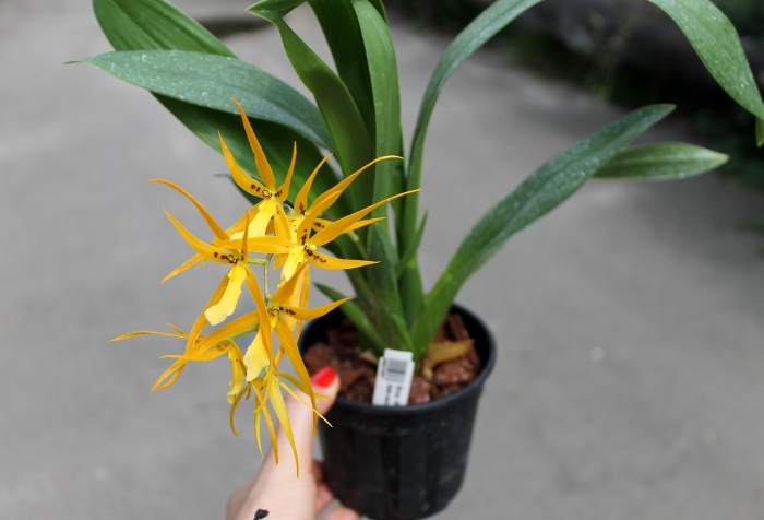 Brassada Mivada (Brassia brachiata X Ada aurantiaca).JPG