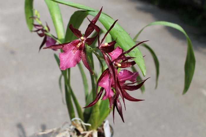 Miltassia Royal Robe 'Diplomat'.JPG