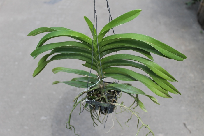 Vanda denisoniana.JPG