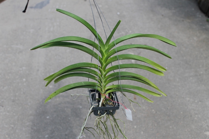 Vanda merrillii x denisoniana x Mimi Palmer.JPG