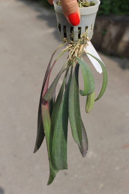 Masdevallia caesia.JPG