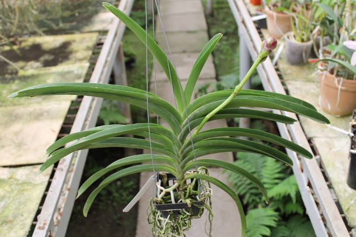 Vanda Suwapee Blue x Vanda Dr Anek.JPG
