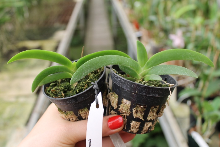 Angraecum leonis.JPG