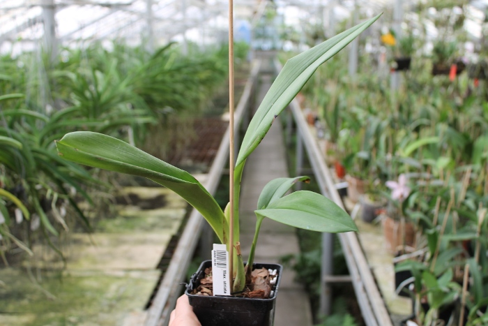 Maxillaria striata.JPG