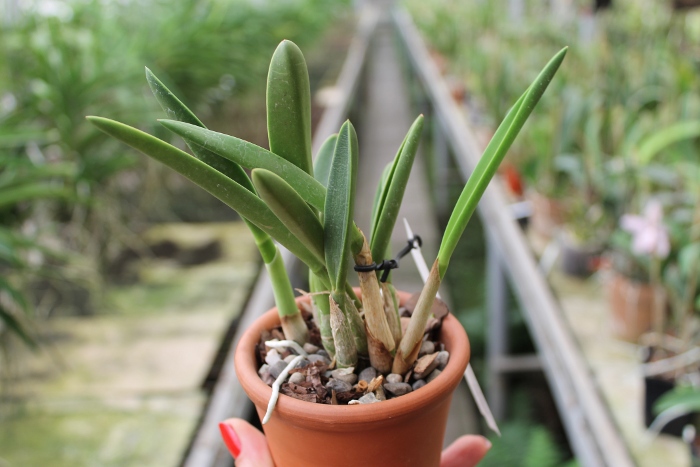 Laelia briegeri.JPG