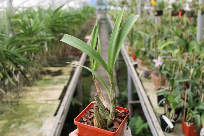 Laelia autumnalis var. atrorubens.JPG