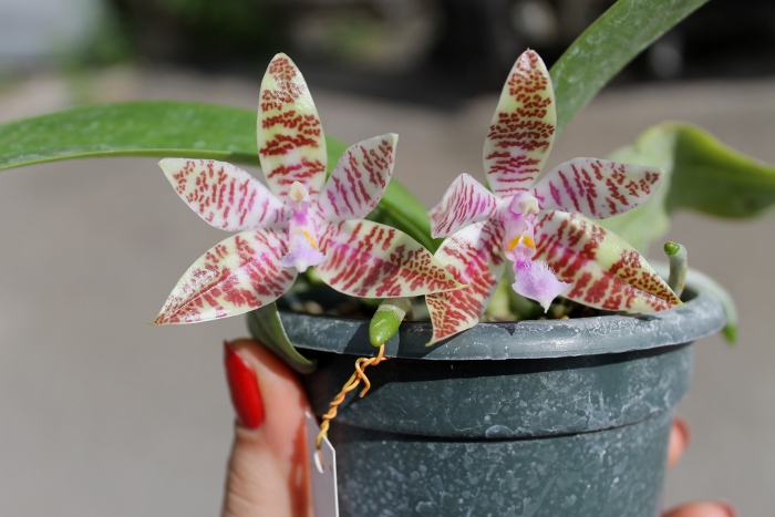 Phalaenopsis hieroglyphica.JPG