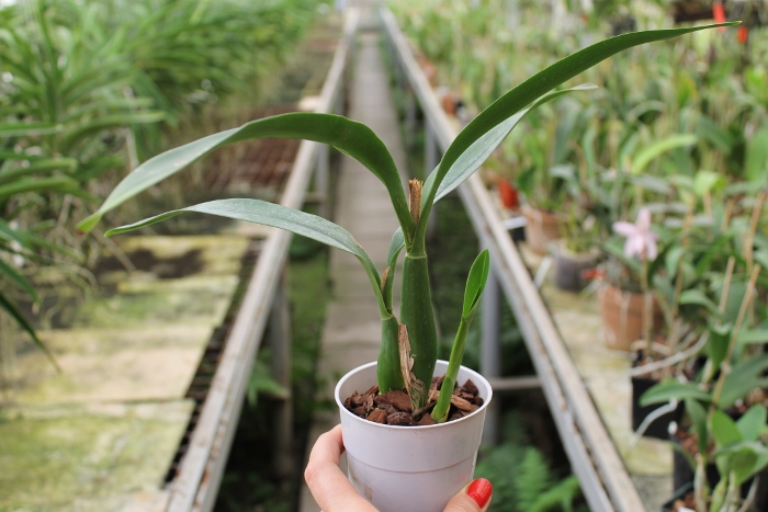 Epidendrum Green Hornet x Epicattleya Miva Etoile Noire.JPG