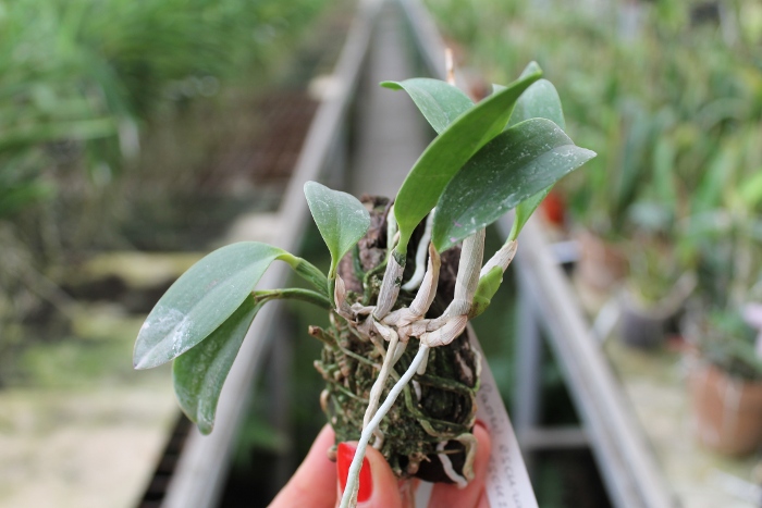 Laelia alaori escura II x Laelia alaori escura I.JPG