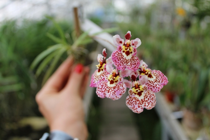 Oncidium (Tolumnia) hybrids.JPG