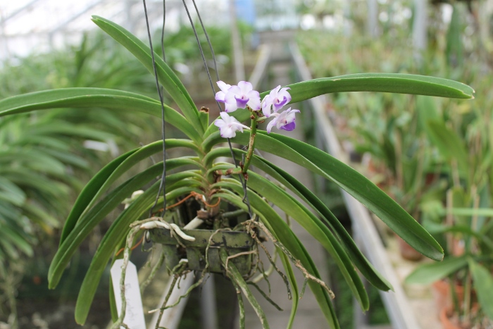 Rhynchostylis coelestis blue.JPG