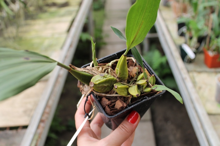 Bifrenaria tyrianthina trilabelo x Bifrenaria tyrianthina escura-flamea (SC).JPG