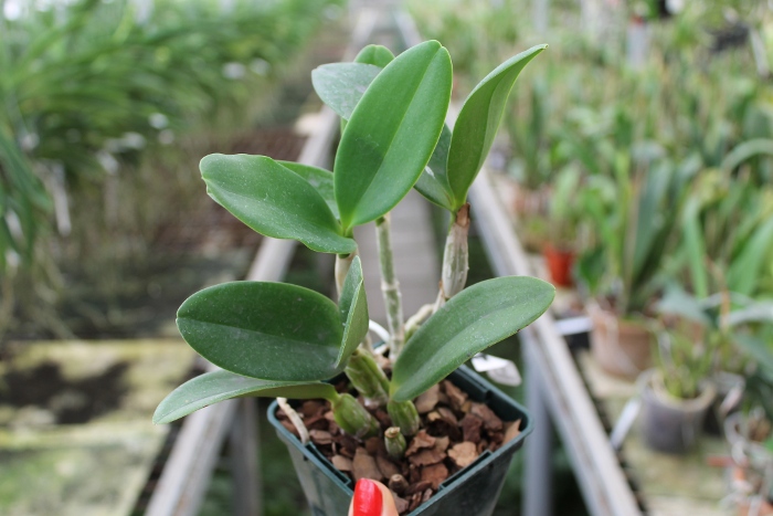 Cattlianthe White Bridal 'Yuki' (Cattleya Angelwalker x Cattlianthe Candy Tuft).JPG