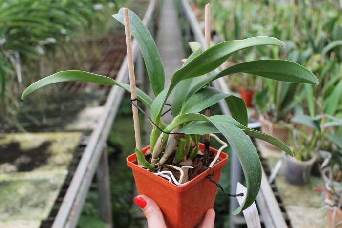 Cattlianthe Sunrise Doll 'AV' (Cattlianthe Seagulls Torch Song x Cattleya Morning Glow).JPG