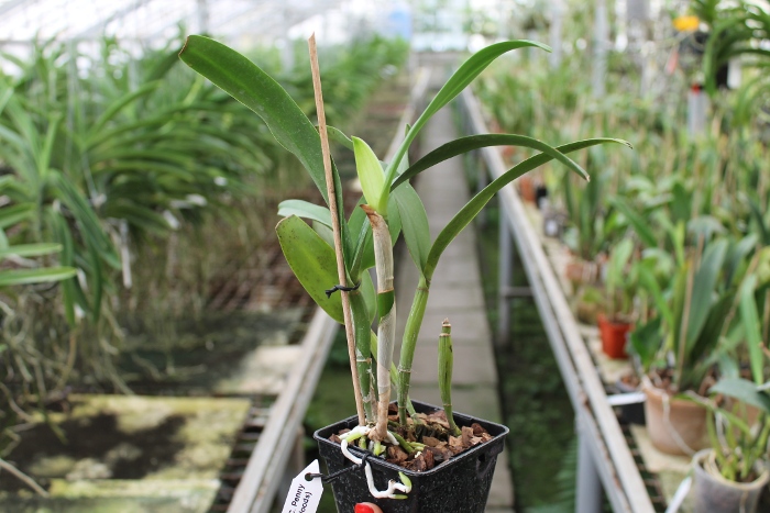 Epicattleya Siam Jade 'Avo' (Cattleya Penny Kuroda x Epicattleya Vienna Woods).JPG