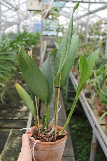 Brassolaeliocattleya Young Kong 'Sun No16'.JPG