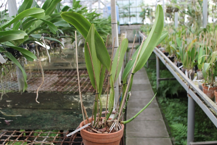 Brassolaeliocattleya Goldenzelle 'Saddle Peak'.JPG