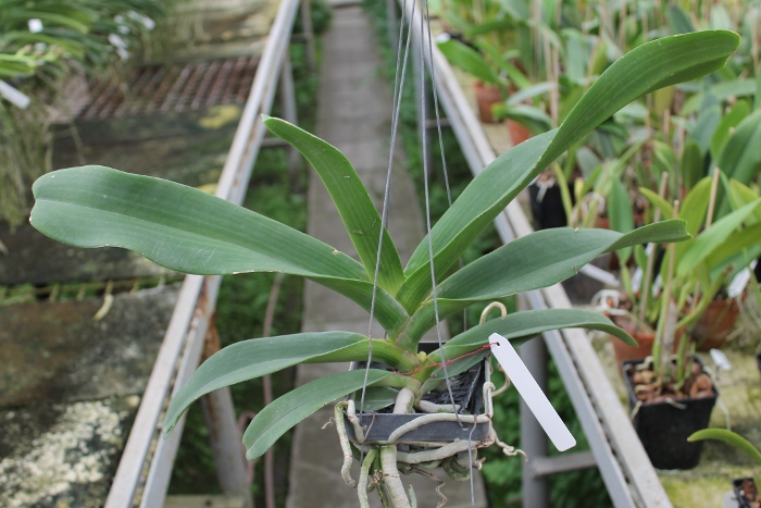Rhynchostylis gigantea Orange.JPG