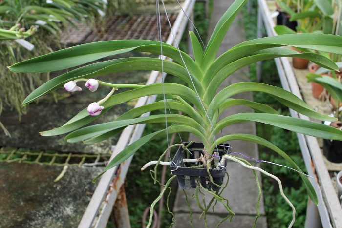 Vanda Kultana Red x luzonica.JPG