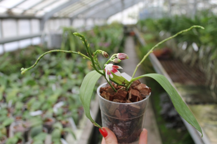 Phalaenopsis tetraspis.JPG