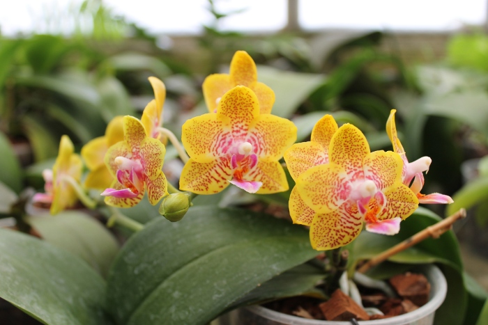 Phalaenopsis Nobby's Pumpkir 'JA4'.JPG