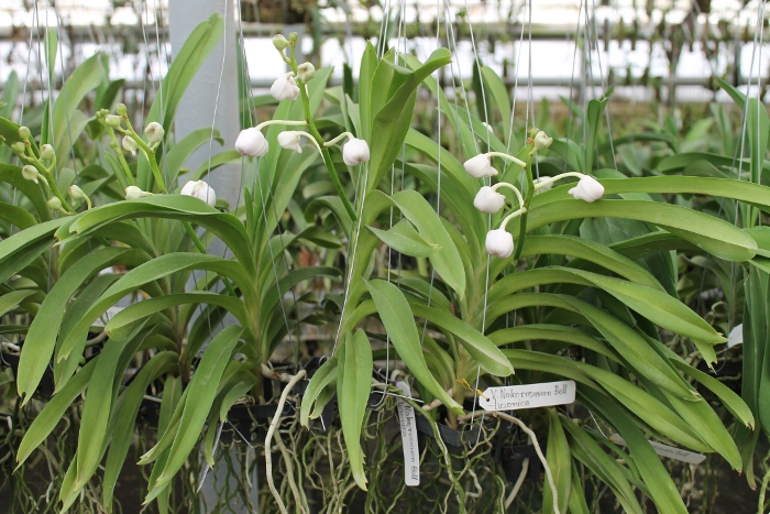 Vanda luzonica x Nakornsawan Belle.JPG