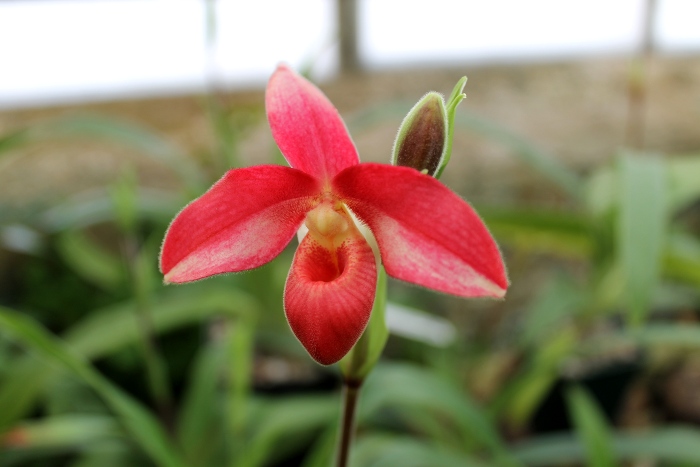 Phragmipedium Andean Fire (besseae x lidleyanum).JPG