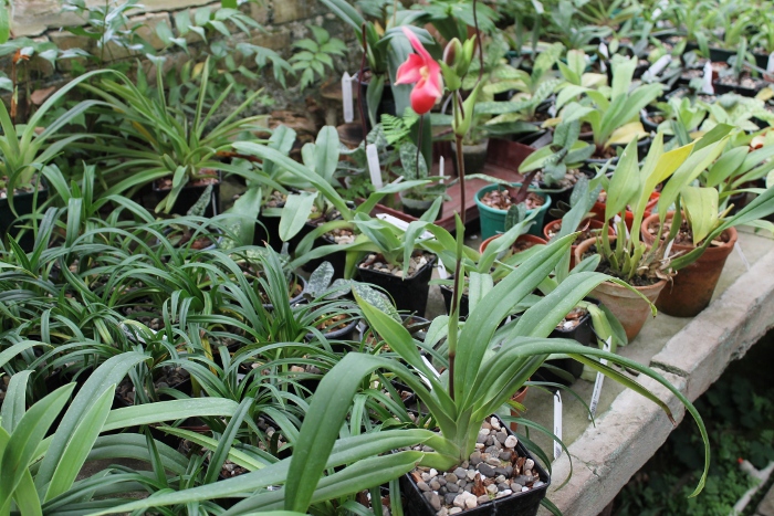 Phragmipedium Andean Fire.JPG