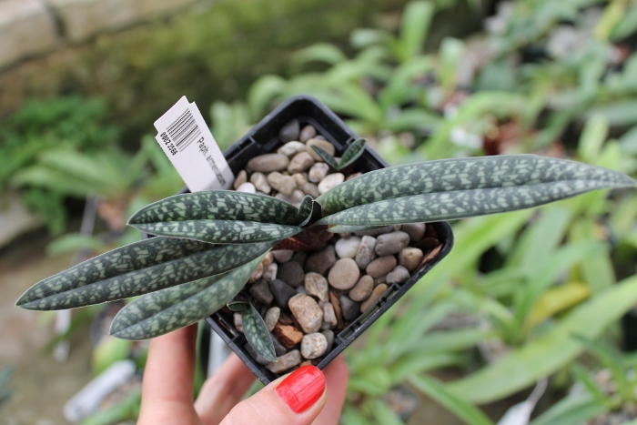 Paphiopedilum armeniacum.JPG