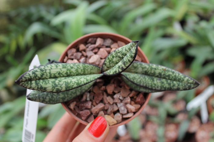 Paphiopedilum delenatii fma. vinicolor.JPG