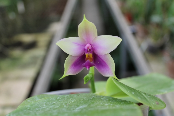 Phalaenopsis Samera 'Blue'.JPG