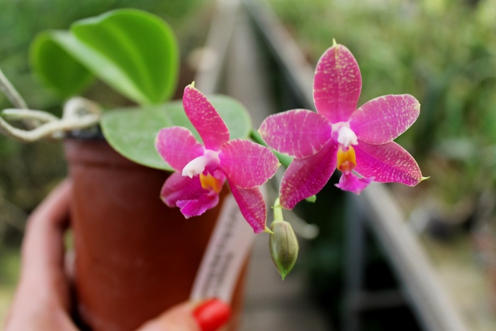 Phalaenopsis Chienlung Red King (Ld's Bear King x pulchra).JPG