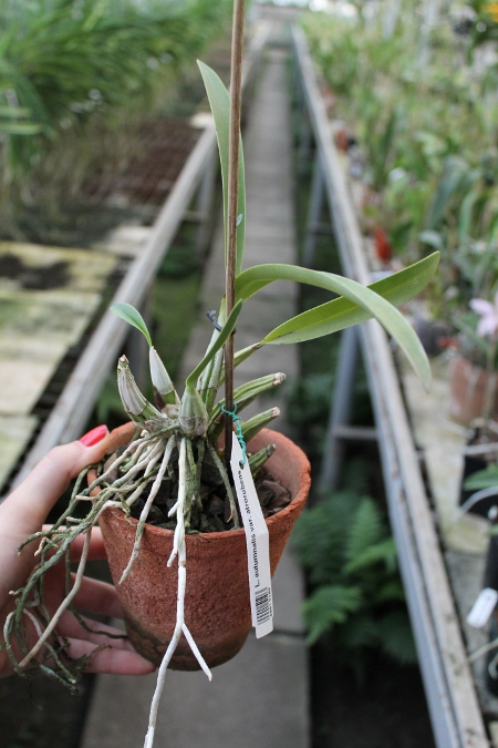 Laelia autumnalis var. atrorubens.JPG