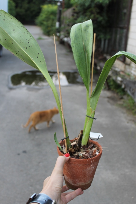 Maxillaria striata.JPG