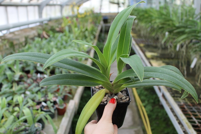 Phragmipedium Inca Fire (Andean Fire X besseae).JPG