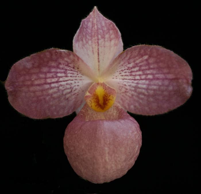 Paphiopedilum micranthum x Paphiopedilum vietnamense.JPG