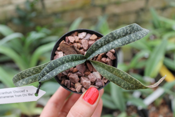 Paphiopedilum micranthum 'Choiced' x Paphiopedilum vietnamense 'from Chi Mei'.JPG