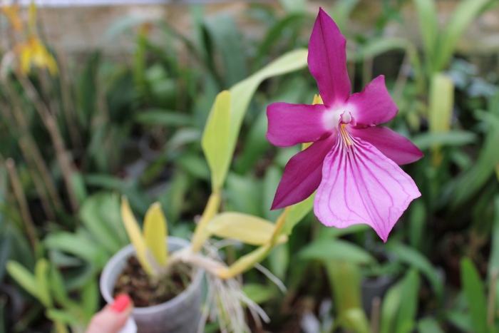 Miltonia spectabilis.JPG