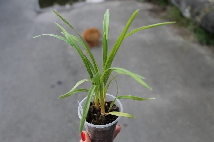 Cymbidium Isle 'Flamingo Three Lips'.JPG