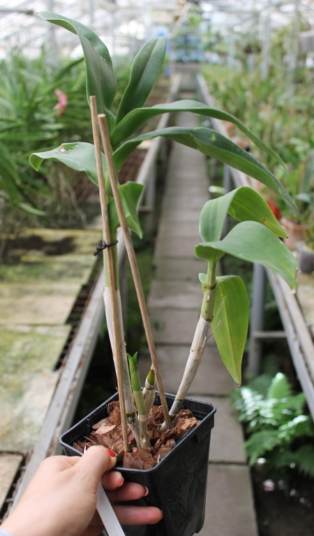 Dendrobium Visa Peach.JPG