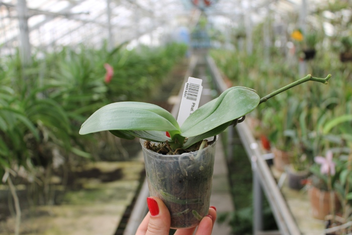 Phalaenopsis Mituo Sun King.JPG